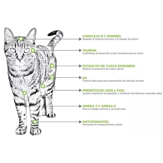 Mr. Felino Adult Indoor