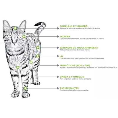 Mr. Felino Adult Indoor