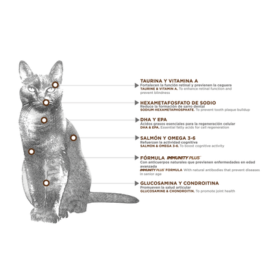 Felino Senior