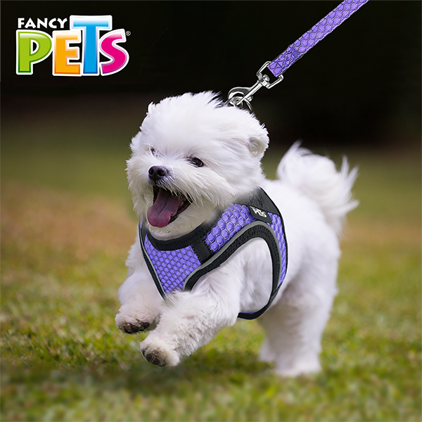 🎒💖 Set de Arnés y Correa Sportie Chico Fancy Pets Chico