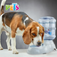 💦🐶 Bebedero Chico 1 Galón (3.8 L)