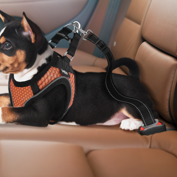 🚗🐶 Correa de Seguridad Extreme para Coche Extreme TIEMPO DE ENTREGA DE 7 A 10 DIAS