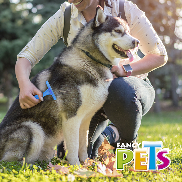☀️🐶Deslanador Recto Fijo Fancy Pets
