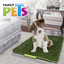 🌱🐶 Doggie Grass Fancy Pets