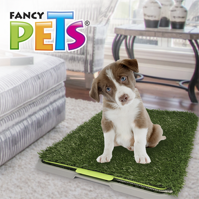 🌱🐶 Doggie Grass Fancy Pets