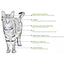 Mr. Felino Adult Indoor