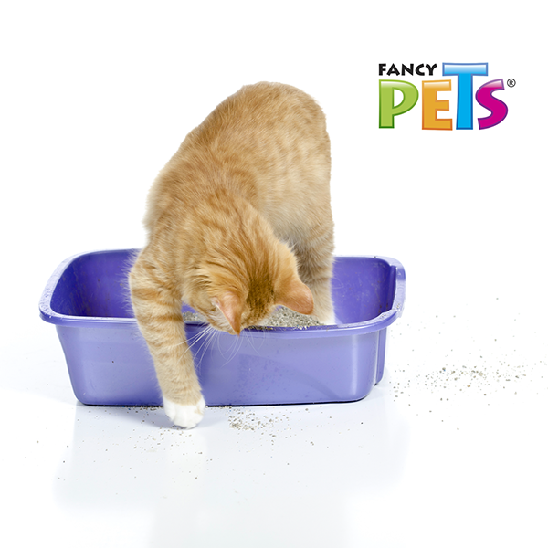 🥣🐱 Arena para Gato Aglutinante Fancy Pets