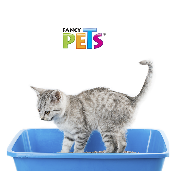 🥣🐱 Arena para Gato Aglutinante Fancy Pets