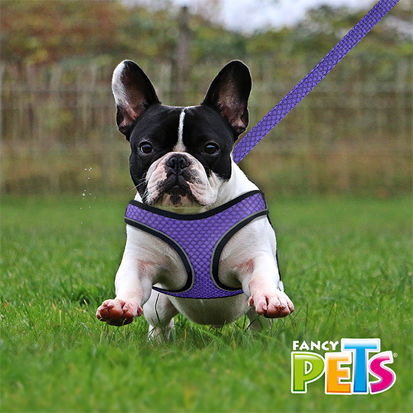 🎒💖 Set de Arnés y Correa Sportie Mediano Fancy Pets