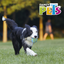 Pelota Spiky Fetch | Fancy Pets