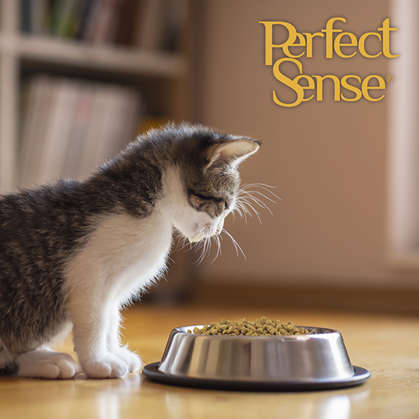 🐱🐾 Alimento Seco Perfect Sense® Gatito (2 a 12 Meses), hembras gestantes y hembras en lactancia 1.5 kg