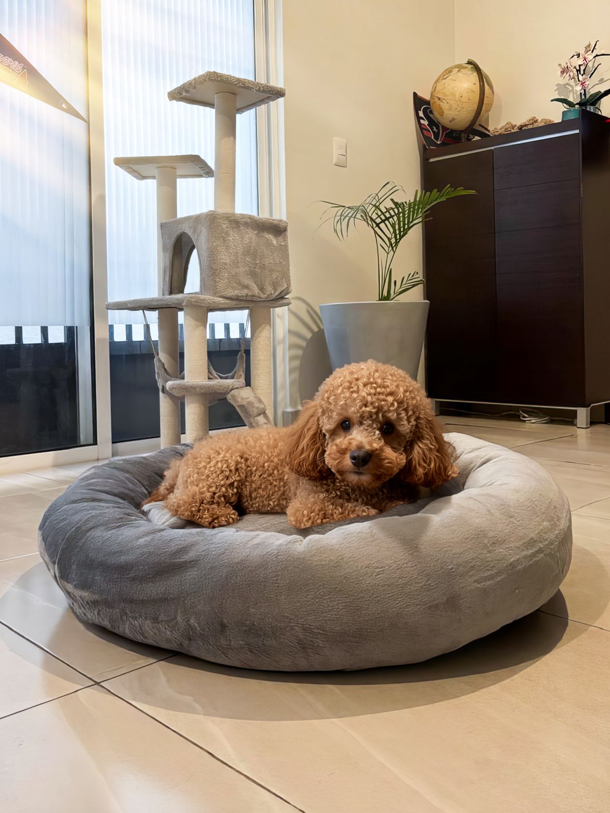 🛏️✨ Cama Antiestrés para Perros Kupek CH M GDE