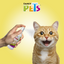 🌿🐱 Catnip en Spray para Gatos Fancy Pets 125 ML