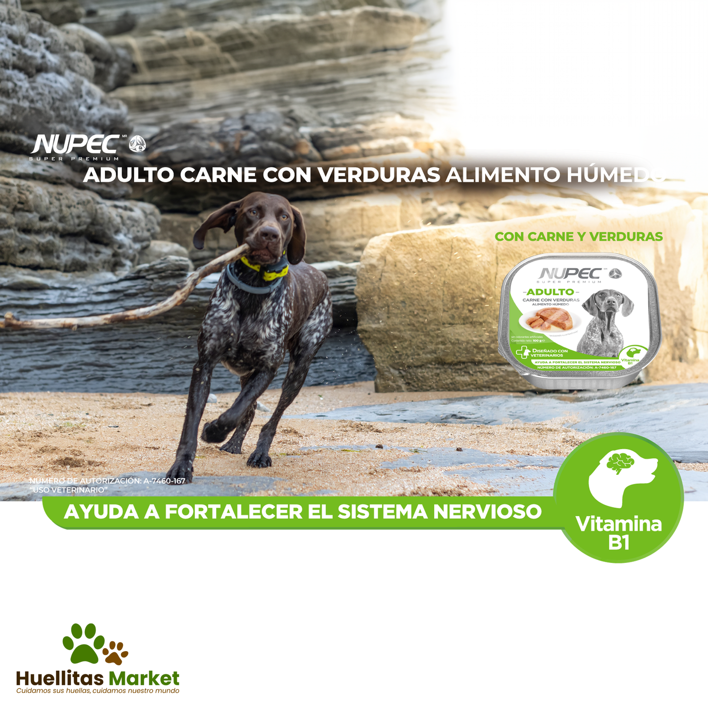 Perro Adulto