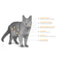 Felino Digestive Health