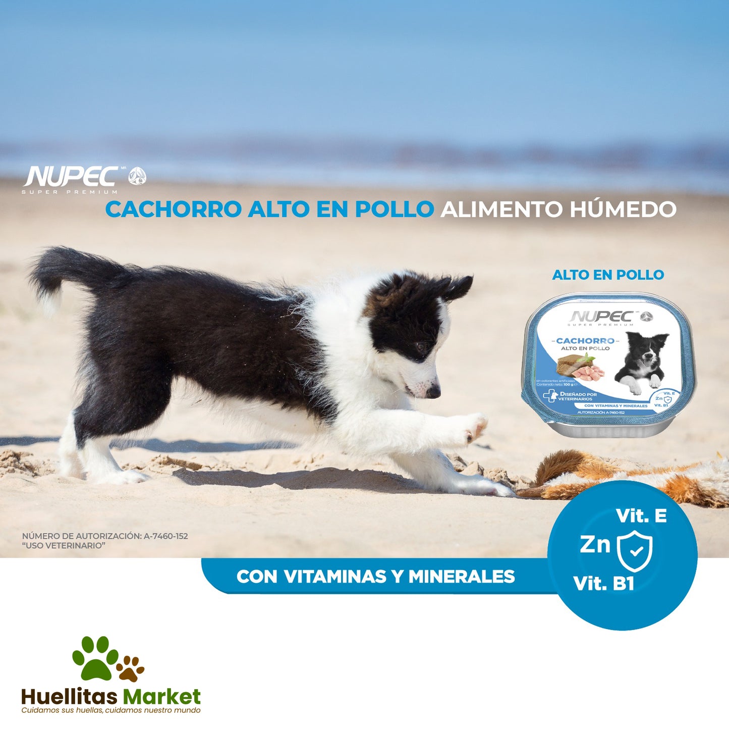 Cachorros