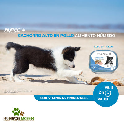 Cachorros