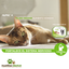 Felino Indoor
