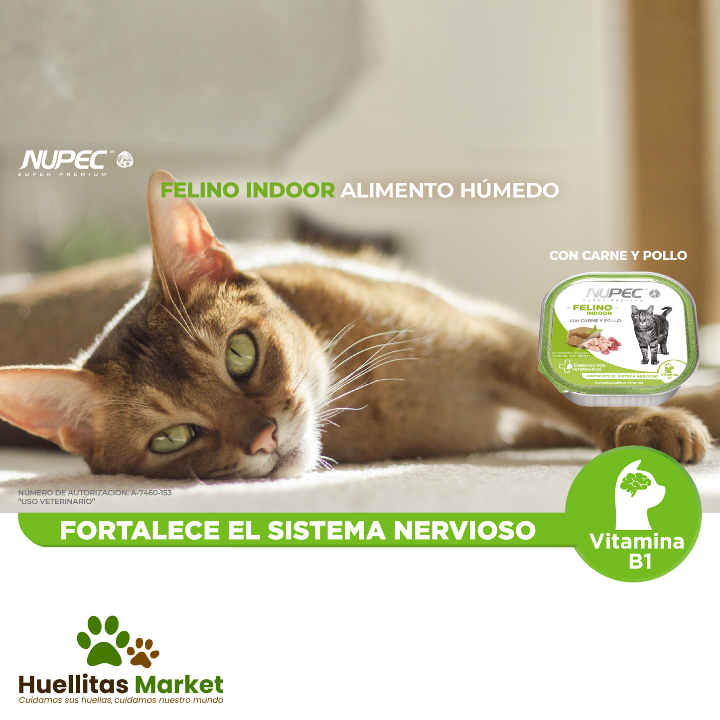 Felino Indoor