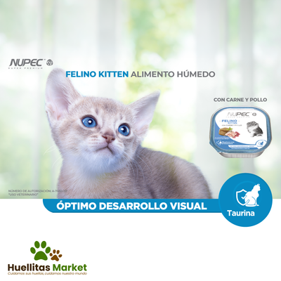 Felino Kitten