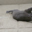 🎣🐱 Juguete Caña con Ratón para Gato Ecoplay